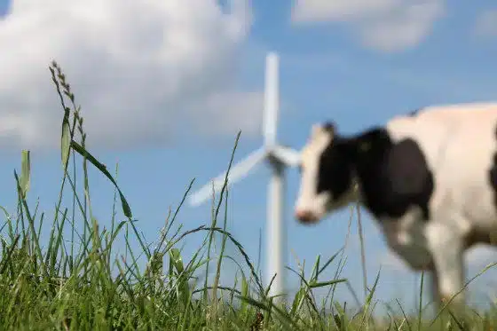 An image of grass with a blurred out cow and windmill in the back