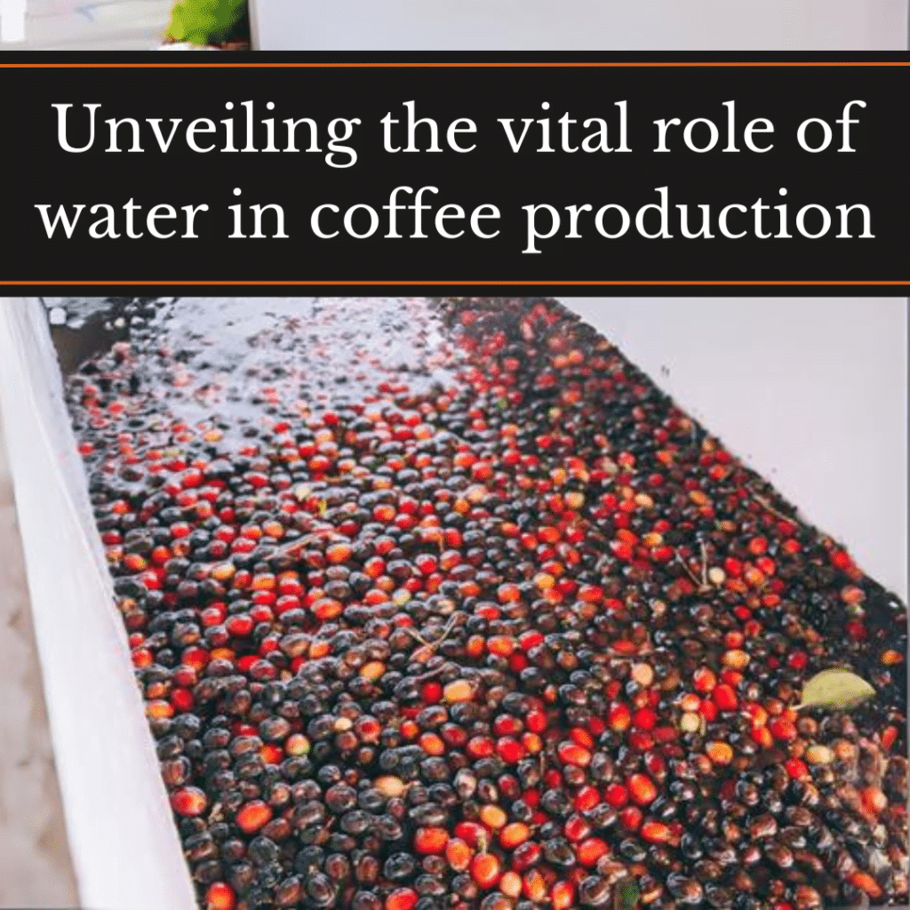 Unveiling the vital role of water in coffee production