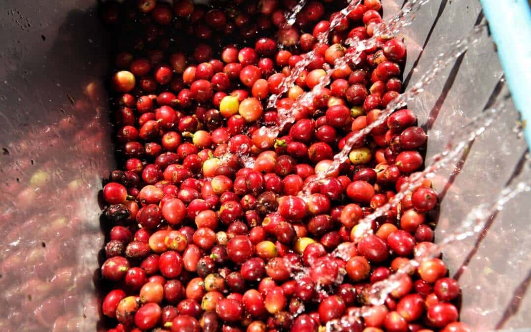 Unveiling the Vital Role of Water in Coffee Production