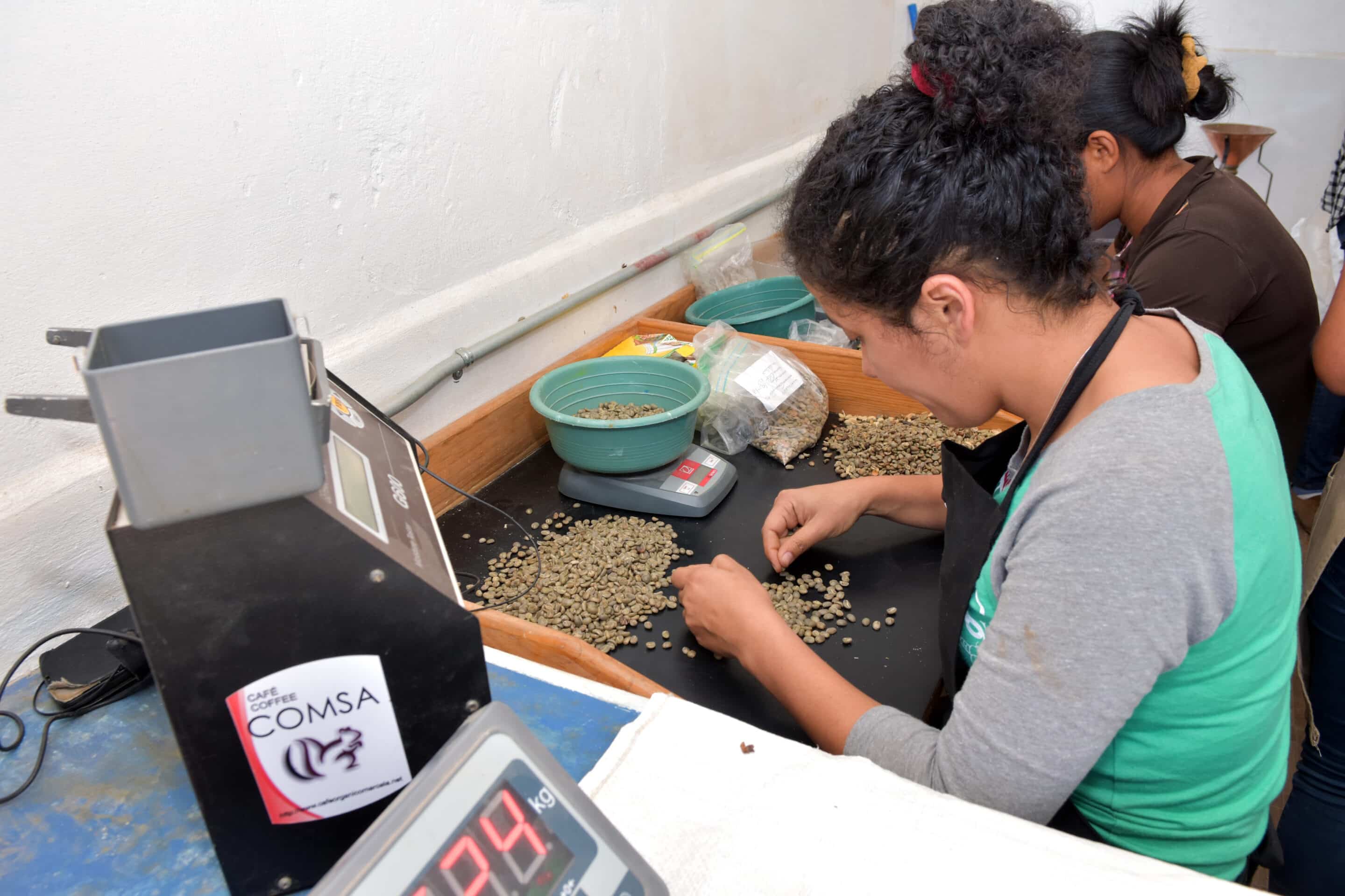 coffee beans being sampled and evaluated