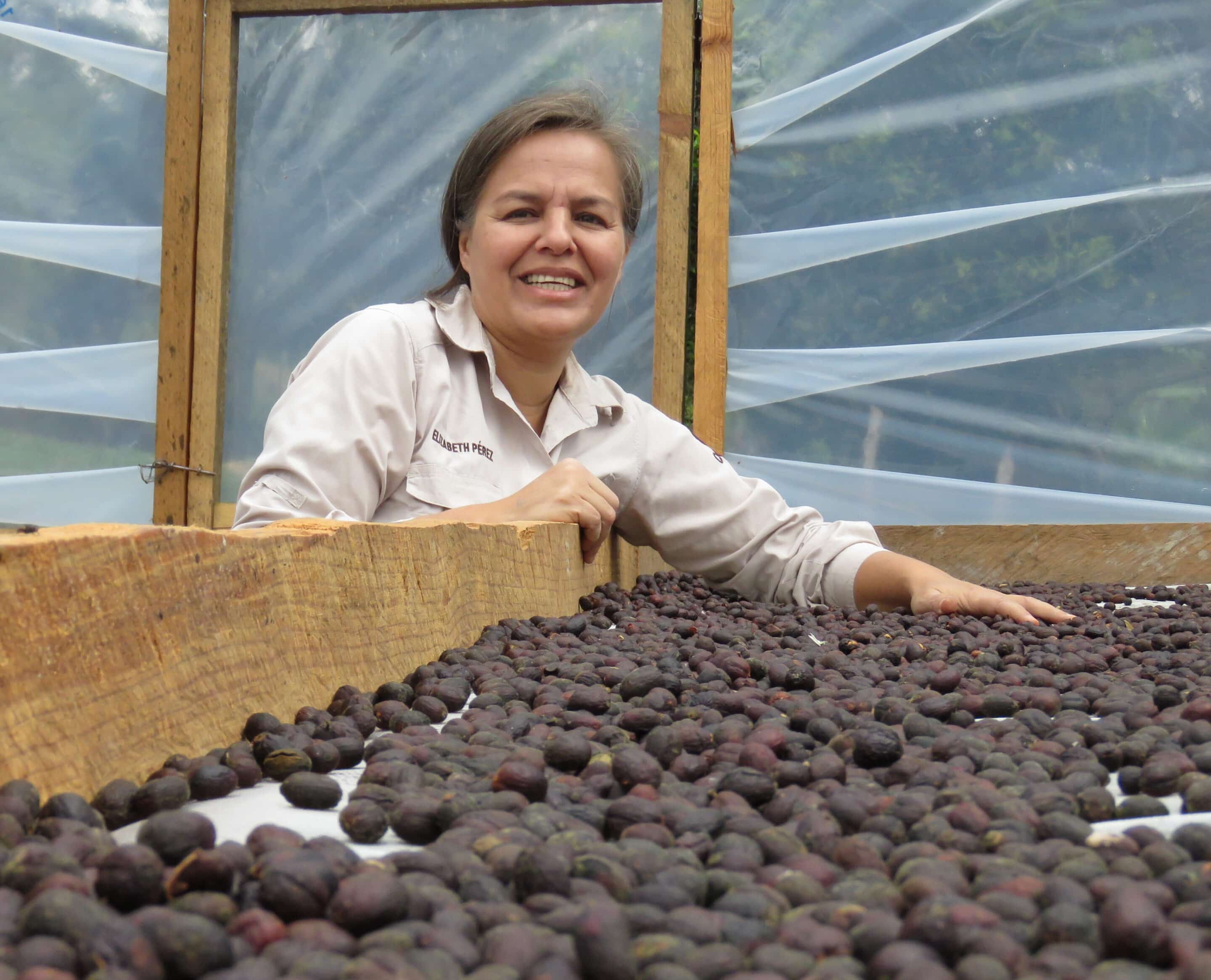 coffee being dried on a large coffee bed