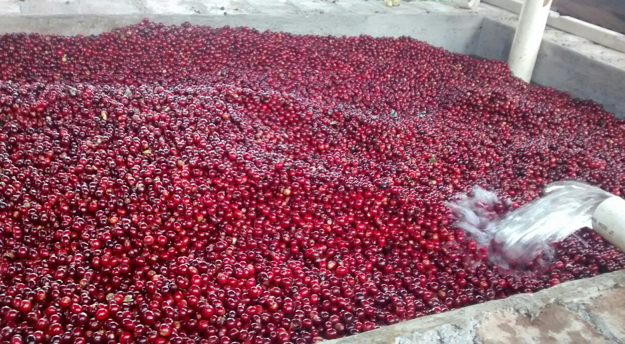 coffee cherries being washed in a large vat